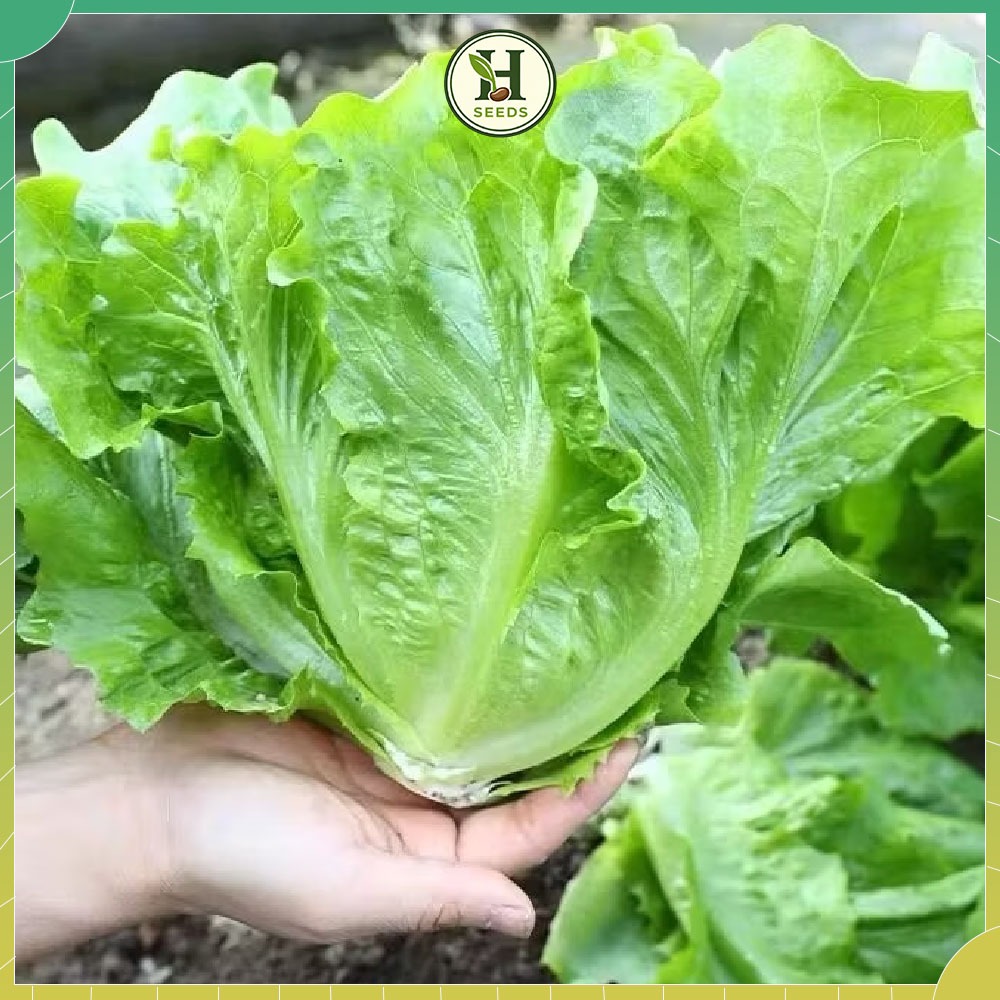 Hạt Giống Xà lách ITALY Chuẩn F1 Giòn Ngọt , Giàu Dinh Dưỡng , Dễ Trồng , Nhanh Thu Hoạch