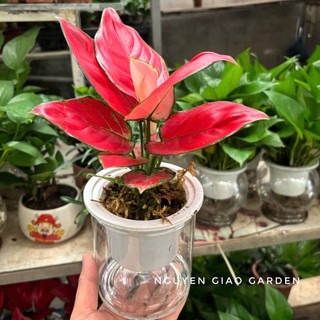 Cây Vạn Lộc Nhỏ, Cây Thiên Phú thủy sinh chậu nhựa