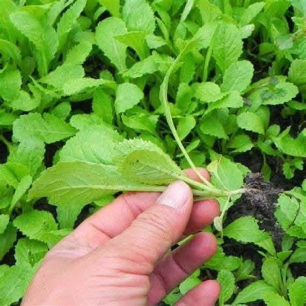 Hạt giống rau cải non baby(Cải bẹ xanh baby ) 1Kg