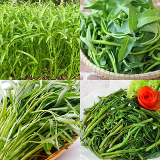 [Top Value] Hạt giống rau muống lá tre dễ trồng tỷ lệ nảy mầm cao nhà cửa và đời sống cửa hàng hạt giống uy tín