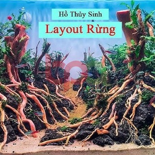 RỄ RỪNG - RỄ DẺO - RỄ DƯƠNG - DÁN ĐÁ LŨA THUỶ SINH - LÀM HỒ RỪNG