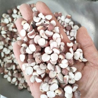 Hạt Khiếm Thực Thượng Hạng Nguyên Cám Nội Địa Trung (hạt nguyên và hạt chẻ đôi) không sấy lưu huỳnh 100g