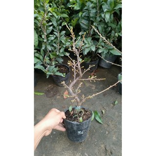 Chậu cây mai vàng chơi tết C6 2026