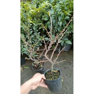 Chậu cây mai vàng chơi tết C6 2026