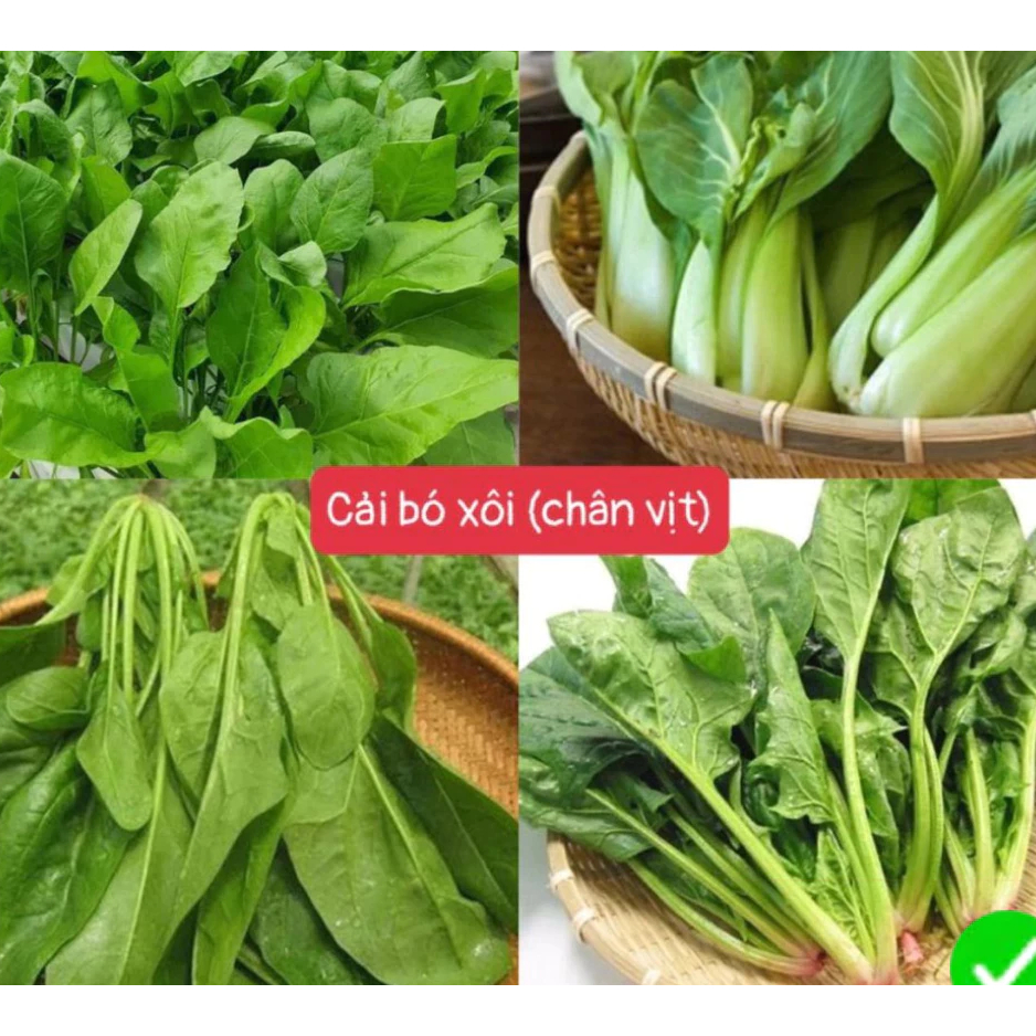 [Top Value] Hạt Giống Cải Bó Xôi F1 (Rau Chân Vịt) Loại dễ trồng, năng suất cao, kháng sâu bệnh[gói 