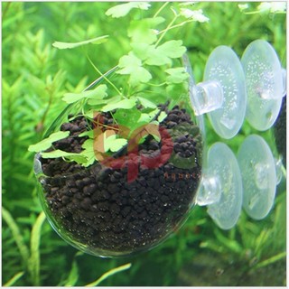 CHÉN THUỶ TINH TRỒNG CÂY - CỐC ĐỰNG ĐẤT NỀN TREO THÀNH HỒ THỦY SINH