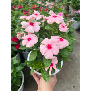 Cây Hoa Dừa cạn siêu bông chậu thường