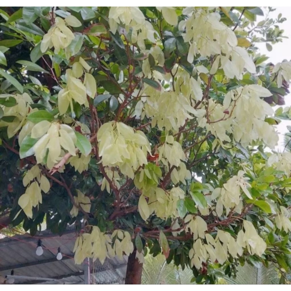 cây lụa giống ăn lá non - rau rừng