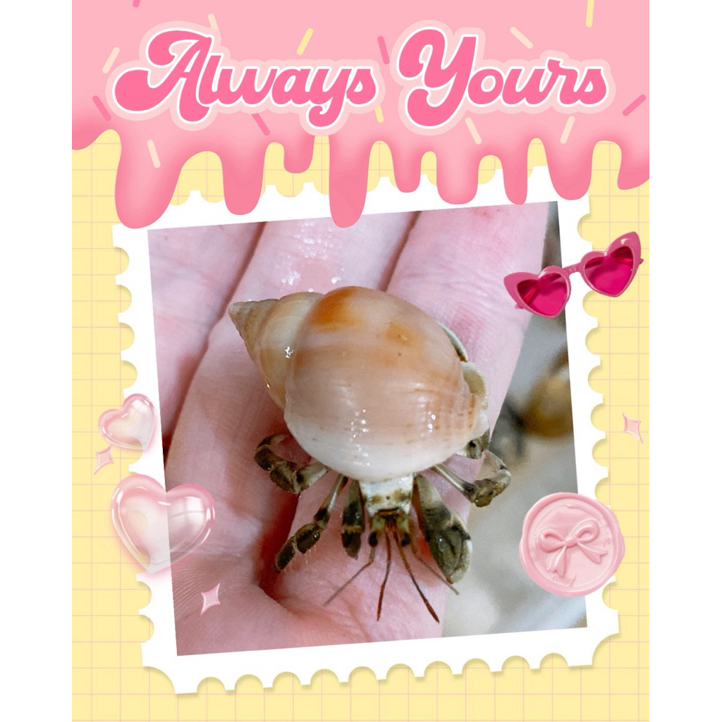 combo sticker ốc mượn hồn rugo abino vio siêu đẹp size mini baby.