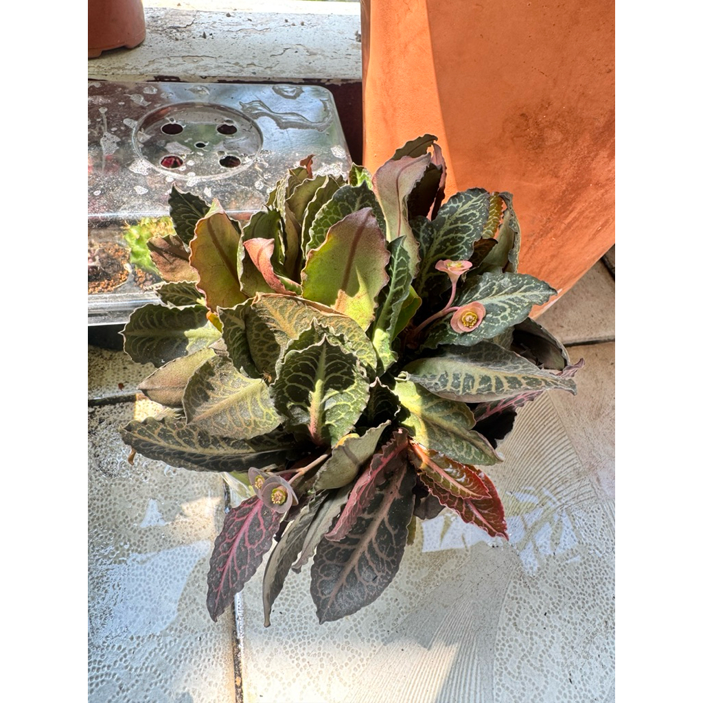 Xương rồng Euphorbia Francosii cây bẻ nhánh