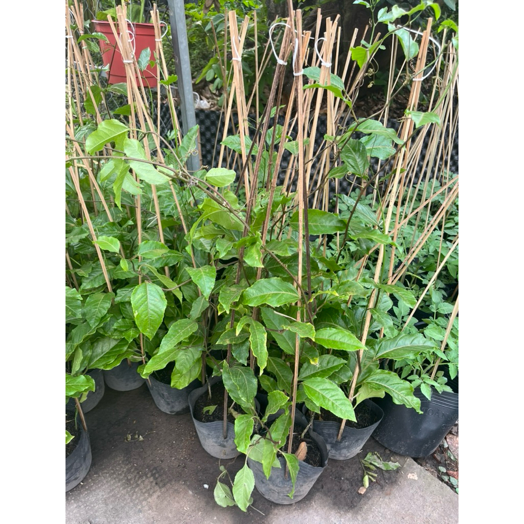 Cây Chanh dây ( Chanh leo) giống cực khoẻ leo nhanh