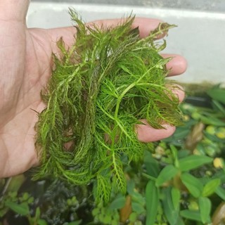 Rong Trứng - Thủy Cúc Thảo - Rong Ly 🪴🥰 1 phần 4 nhánh ☘️