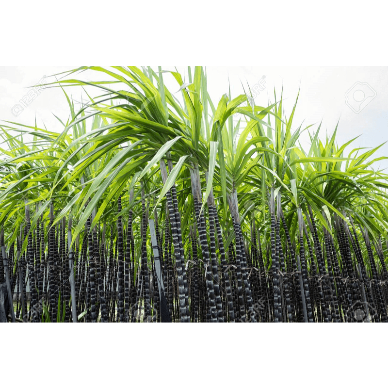 ĐƯỜNG MÍA HÀ THỦ Ô - VHFRESH