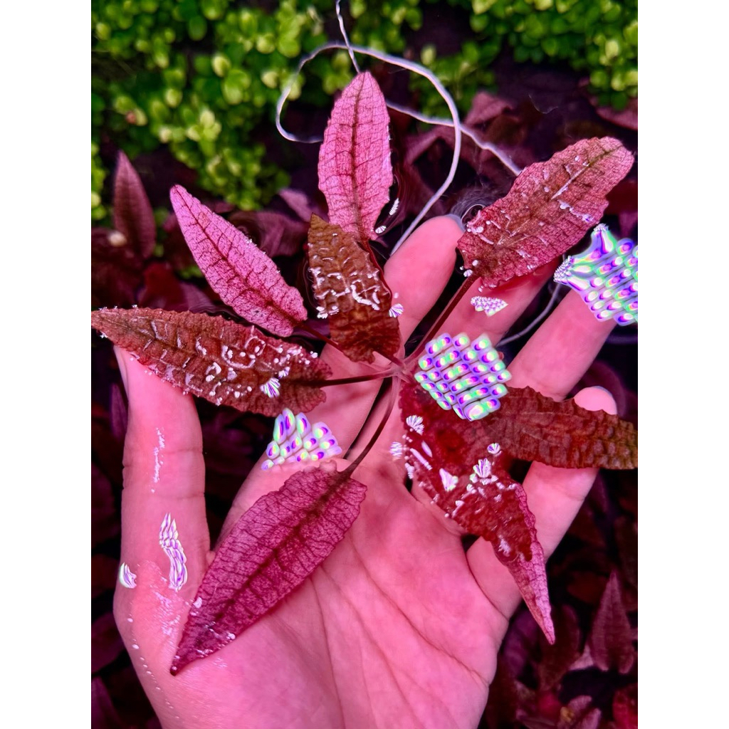 Tiêu Thảo Flamingo Đỏ Hồng (Cryptocoryne wendtii 'Flamingo')