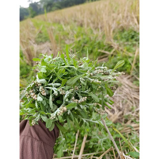 1kg Rau khúc tươi (CHỈ GIAO MIỀN BẮC ) làm bánh khúc siêu ngon - rau khúc tẻ, thơm