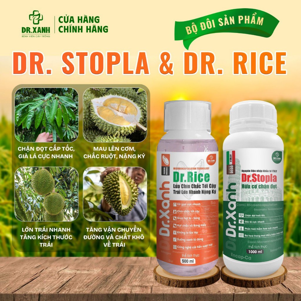Chặn đọt sầu riêng cấp tốc + chạy trái sầu riêng cực nhanh - Dr.Rice Dr.Stopla