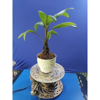 dừa bonsai - loại không có gáo
