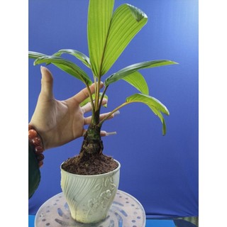 dừa bonsai - loại không có gáo