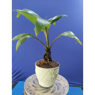 dừa bonsai - loại không có gáo