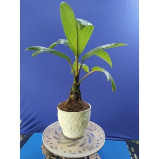dừa bonsai - loại không có gáo
