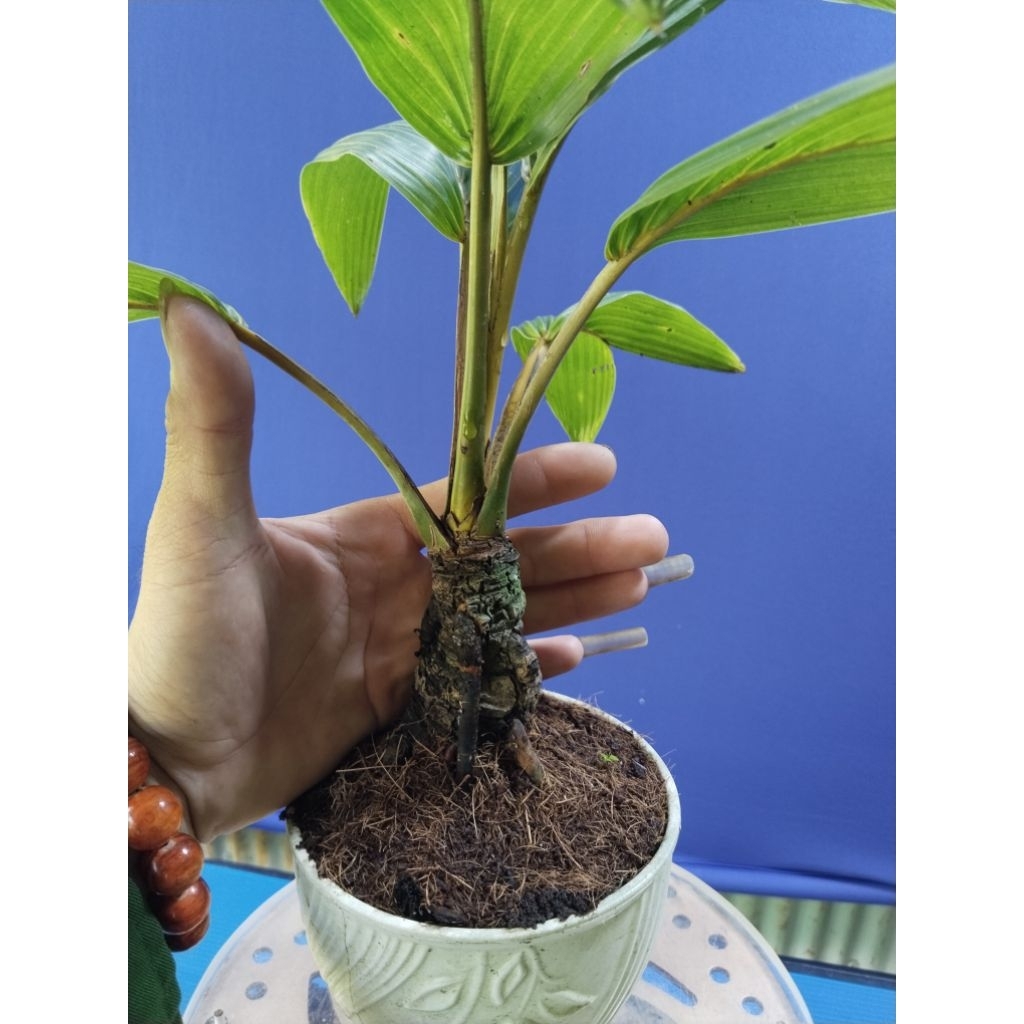 dừa bonsai - loại không có gáo