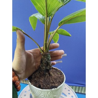 dừa bonsai - loại không có gáo
