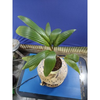 dừa bonsai - loại không có gáo