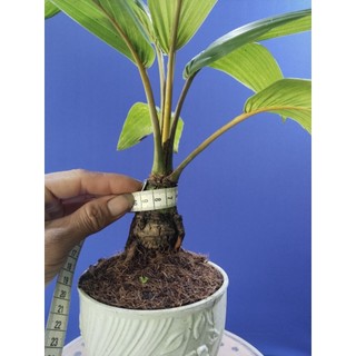 dừa bonsai - loại không có gáo