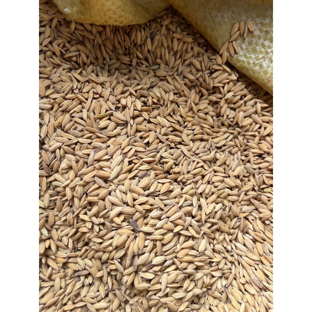 🌾 LÚA GÀ TRÒN – LÚA NGUYÊN HẠT, THỨC ĂN TỰ NHIÊN CHO GÀ VỊT