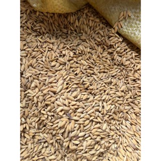 🌾 LÚA GÀ TRÒN – LÚA NGUYÊN HẠT, THỨC ĂN TỰ NHIÊN CHO GÀ VỊT