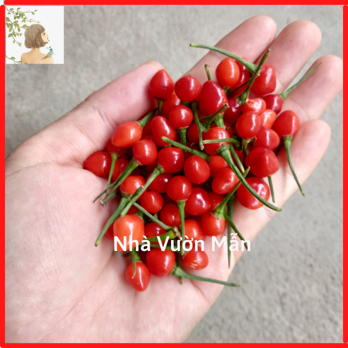 10 Hạt Giống Ớt Chiltepin Siêu Cay