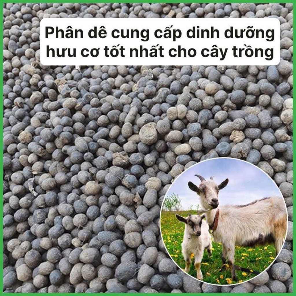 sale khủng Phân Dê hữu cơ đã qua xử lý nhiều dinh dưỡng nhất cho cây trồng