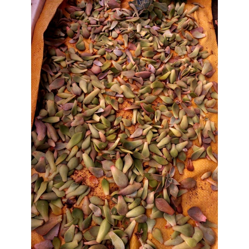 Combo 10 lá sen đá để ươm mầm