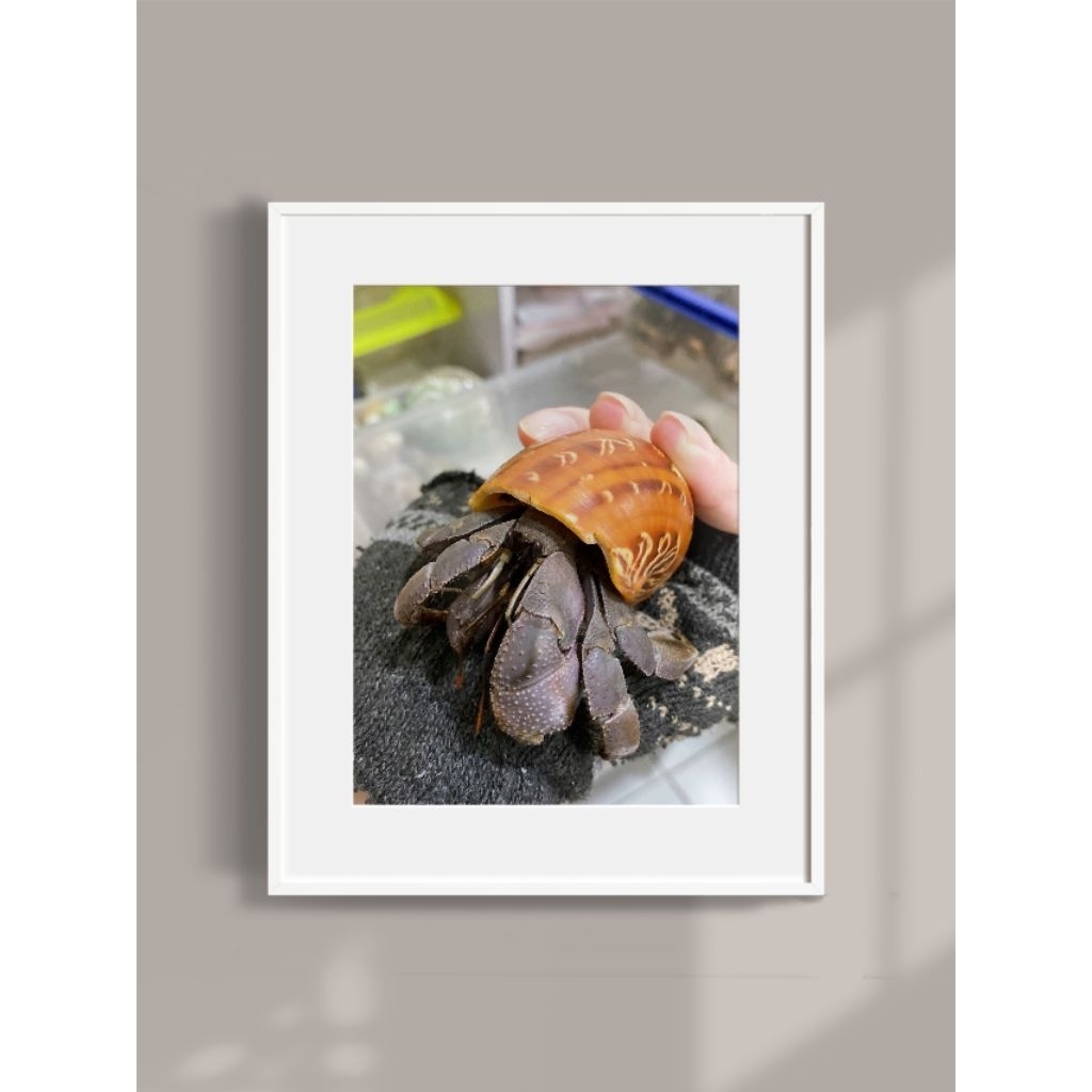 Tranh ốc mượn hồn abino, rugo đẹp mắt L, XL