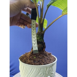 dừa bonsai - loại không có gáo