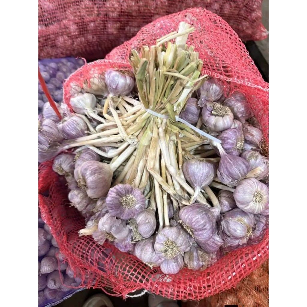 1kg tỏi ta vụ mới Kinh Môn  cắt gọn gàng cay nồng