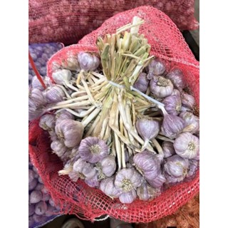 1kg tỏi ta vụ mới Kinh Môn  cắt gọn gàng cay nồng