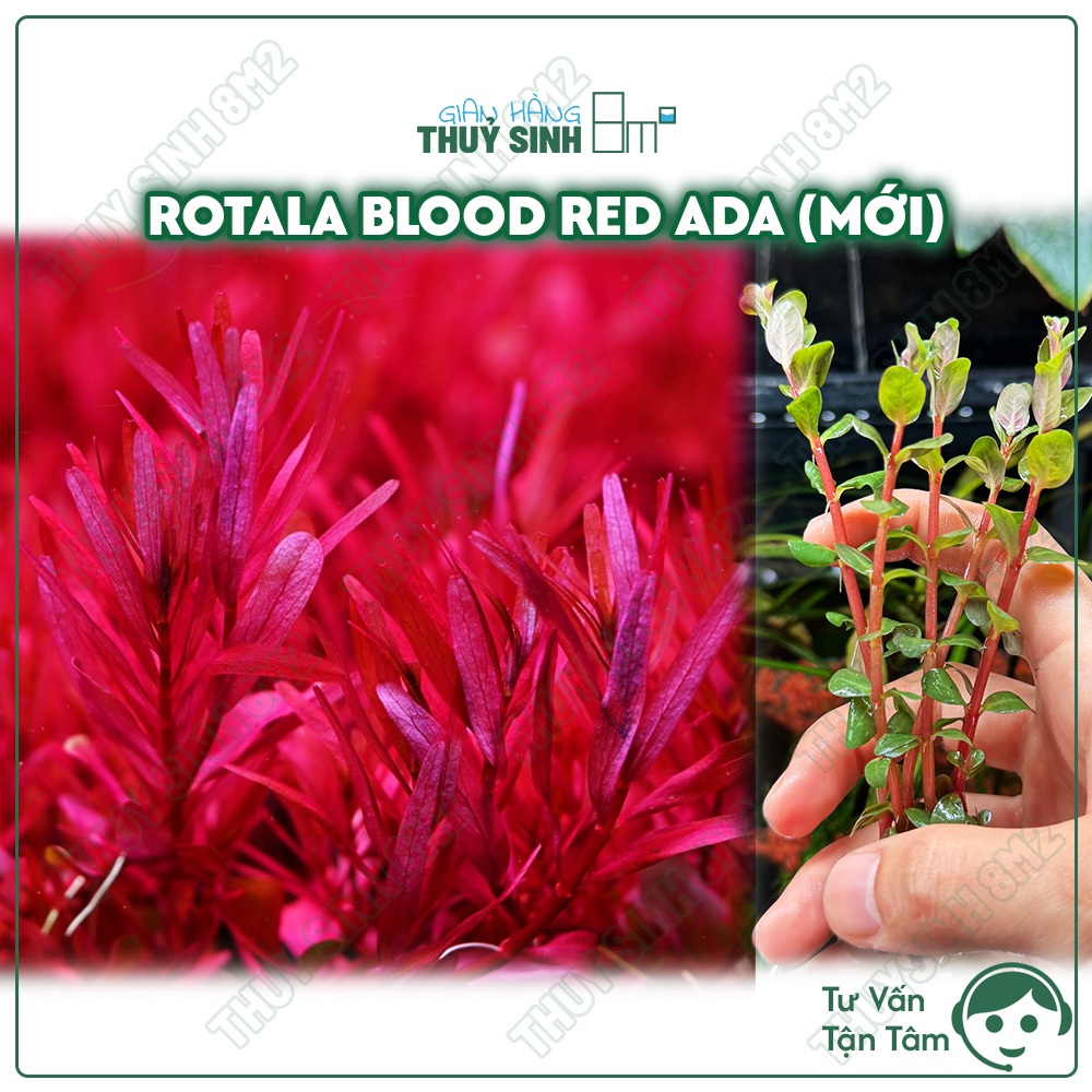 Vảy Ốc Huyết ADA | Rotala Blood Red ADA | Cây Thuỷ Sinh Cắt Cắm, Trung Cảnh | 8m2