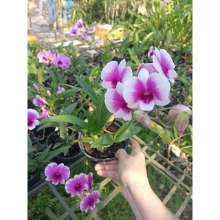 Denro mini yaya đang nụ đẹp