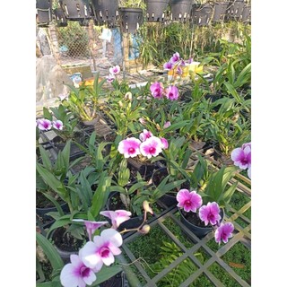 Denro mini yaya đang nụ đẹp