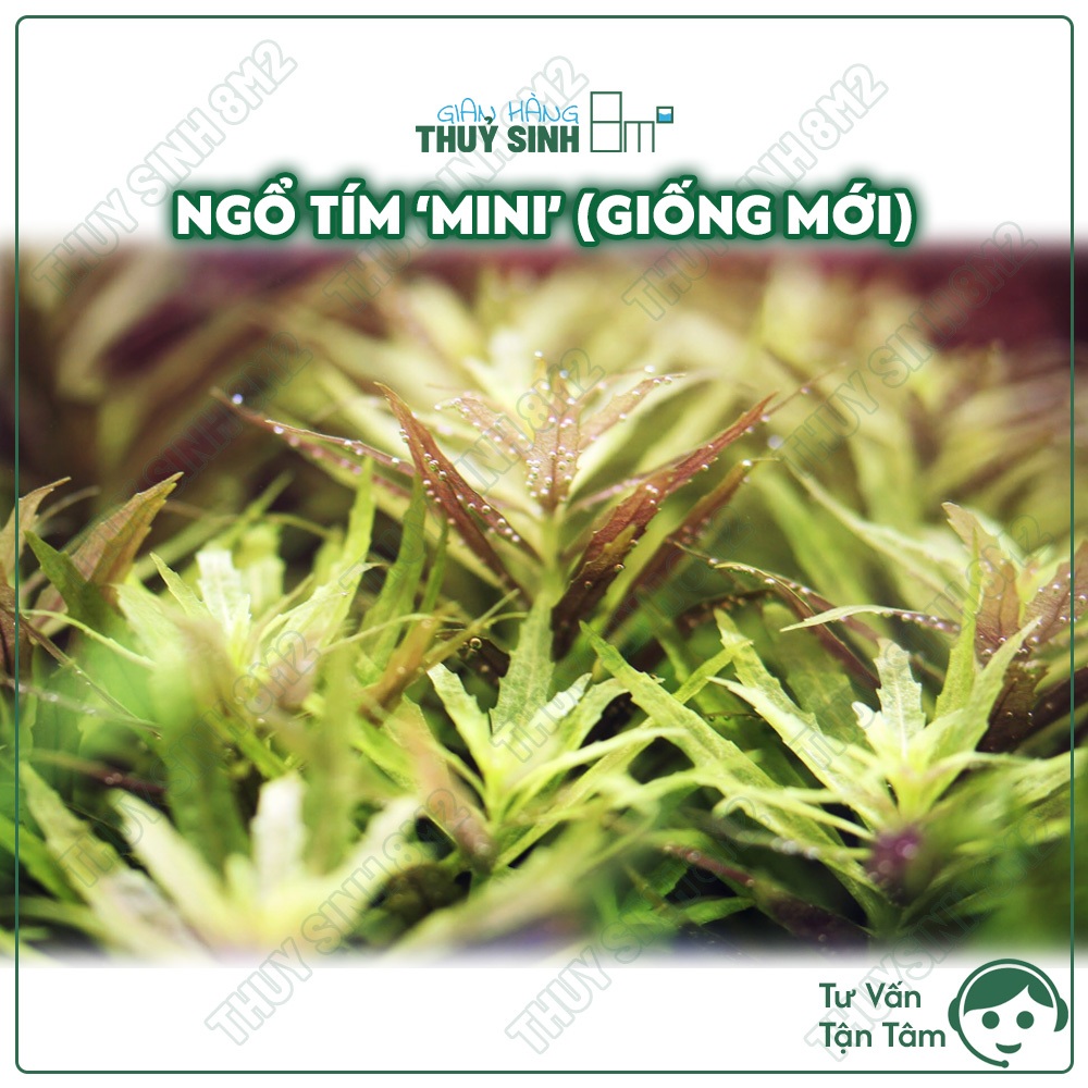 (Giống Mới) Ngổ Tím Mini -Limnophila cf. Hippuridoides "Mini" | Cây Thuỷ Sinh Cắt Cắm Trung Cảnh | 8