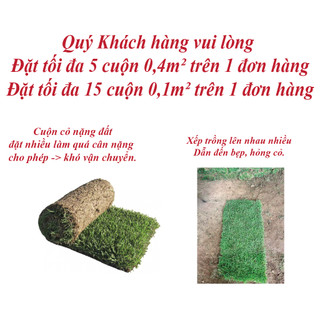 Cây Cỏ Nhung Nhật (Cỏ Thật) - 1m2, cuộn cỏ nhật bán theo tấm cuộn ( Chỉ giao miền Bắc+Bắc miền Trung )