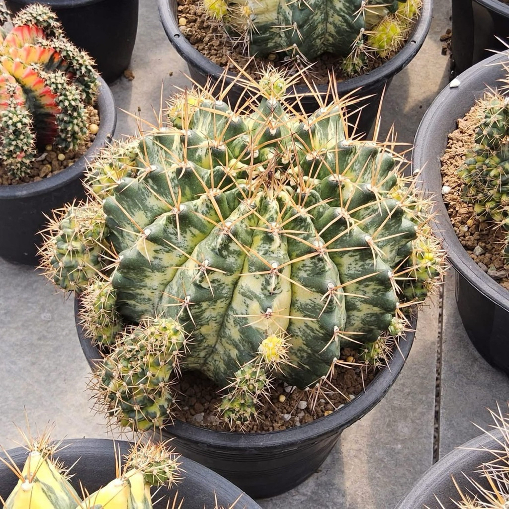 Chồi xương rồng Mable ( shop bán chồi bẻ con)