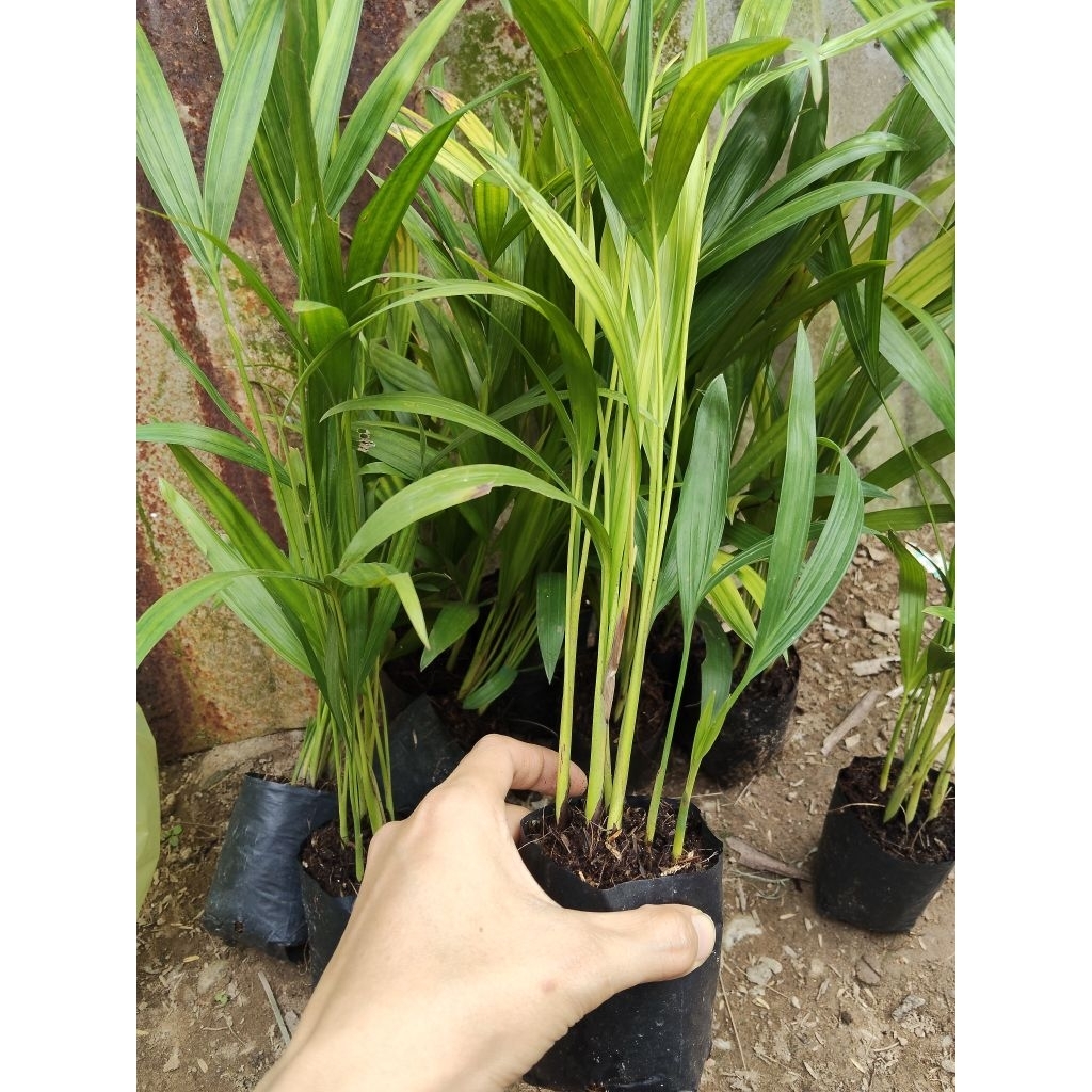 Chậu cây giống cau vàng Đài Loan