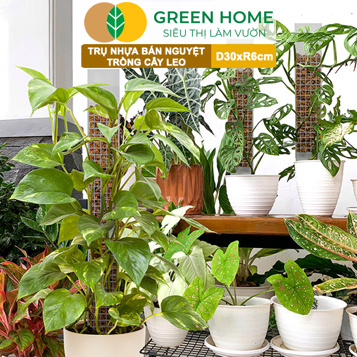 vn-11134208-7ras8-mcrlcvo5on8t6f