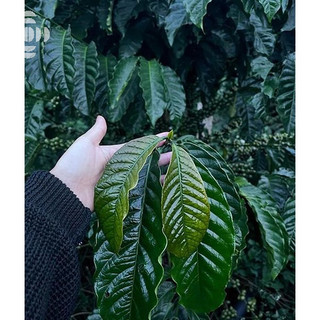 Cà Phê Lâm Hà Robusta RAAW Coffee