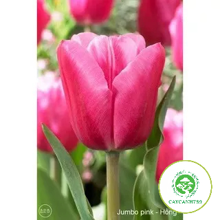 Củ hoa tulip F1 - 7 màu tuỳ chọn