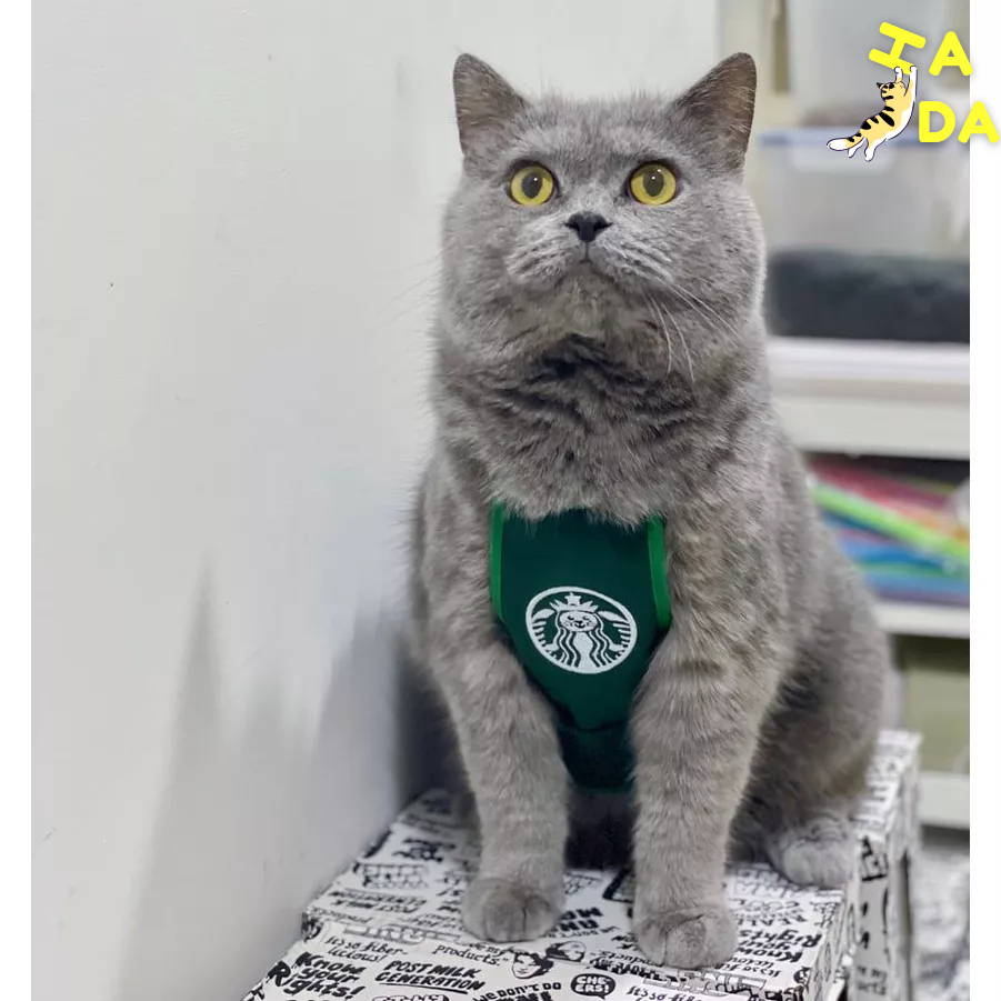 (Bình Tân) (Hada petshop) YẾM Starbuck cho mèo - YẾM Meowbuck - YẾM Meowdonald - YẾM MC Donald cho chó mèo