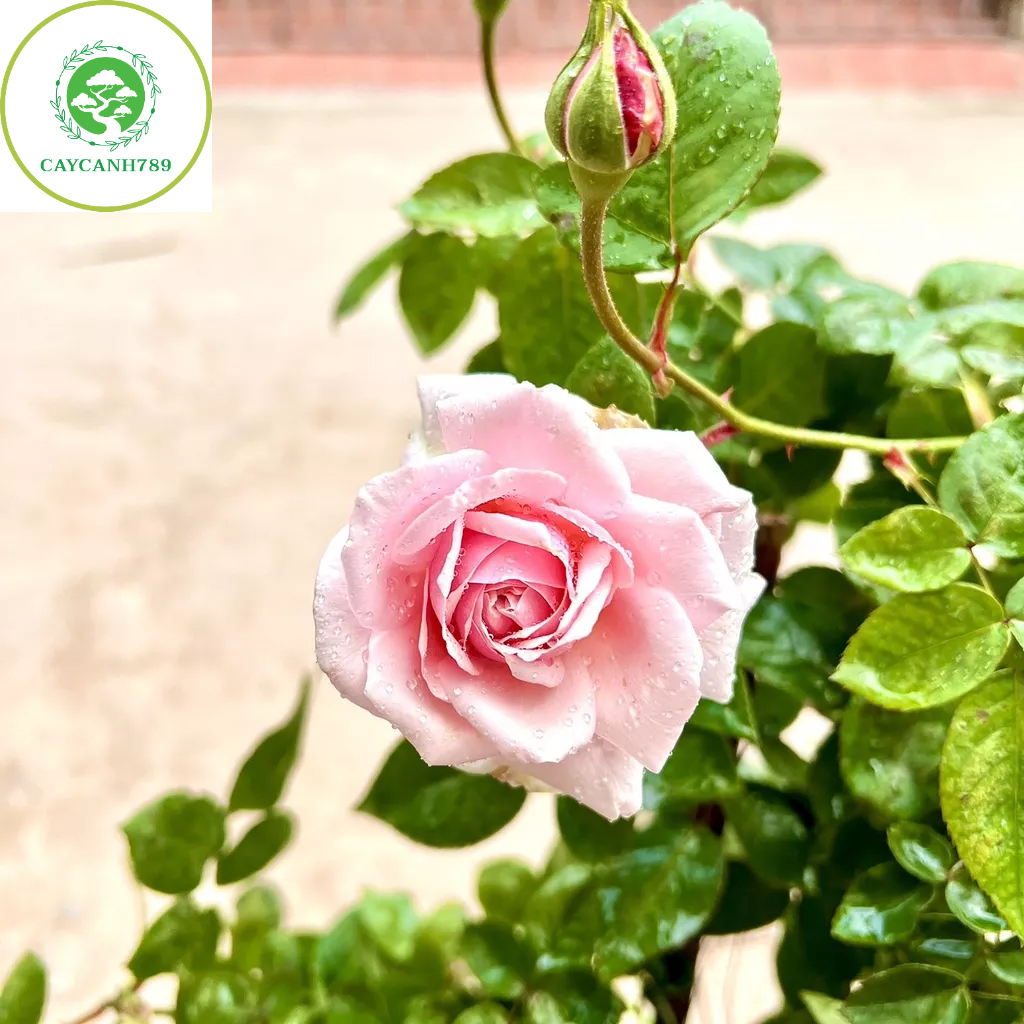 Cây hoa hồng cổ Vân Khôi hoa thơm nức trưởng thành cao 60-70cm