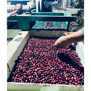 Cà Phê Đắk Lắk Fine Robusta RAAW Coffee